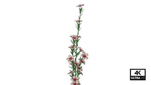 Growing Decorative Vine with Pink Flowers Animation