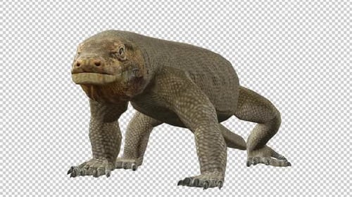 Boucle de vue gauche Komodo Dragons Idle