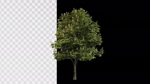 Rotating Blooming Horse Chestnut Tree with Alpha Channel
