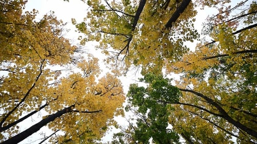 Scenic crowns of maple trees with yellow leaves in autumn against the sky, bottom view.