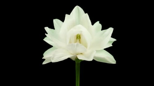 Flowers Blooming Pack