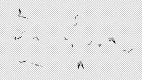 North American Seagulls - Flock of 15 Birds - Flying Around Loop - Alpha Channel
