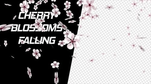 Cherry Blossoms Falling Alpha