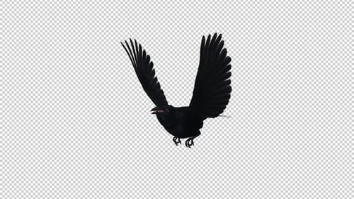 American Crow - Black Bird - Flying Loop - Side Angle View - Alpha Channel