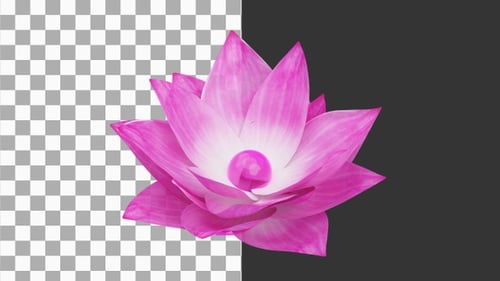 3D Animation of Lotus Flower | Alpha Channel