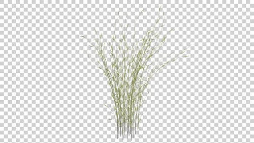 Bromus Grass
