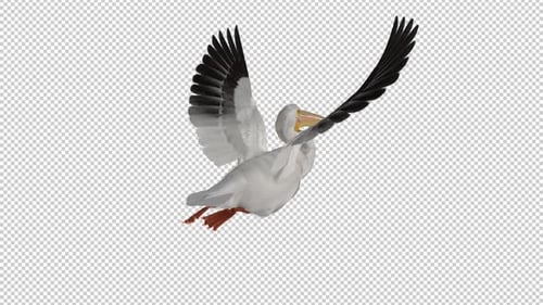 North American White Pelican Bird - Flying Loop - Back Angle View Closeup - Alpha Channel