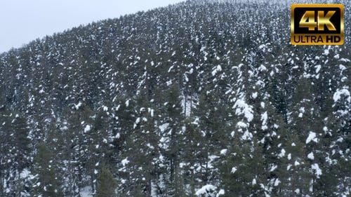 Snow Falling on Pine Forest