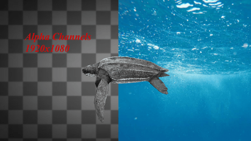 Ocean Turtle Swimming Alpha Channel
