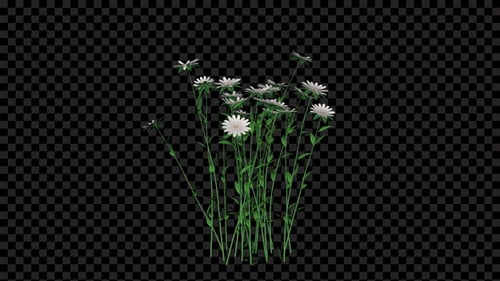 Animated White Daisy Flowers Growing