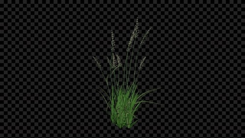 Animated Realistic Grass Growth on Transparent Background
