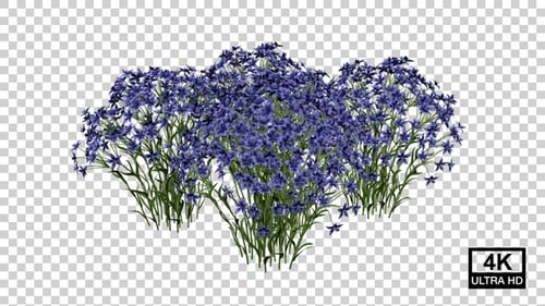 Dietes Blumenpflanzen wachsen