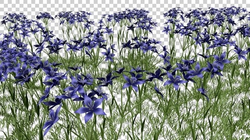 Dietes Flowers Field