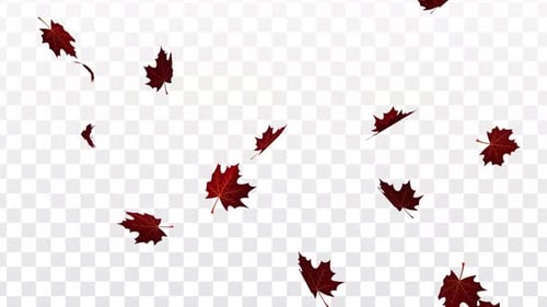 Natural Falling Red Maple Leaves Autumn Loop Animation