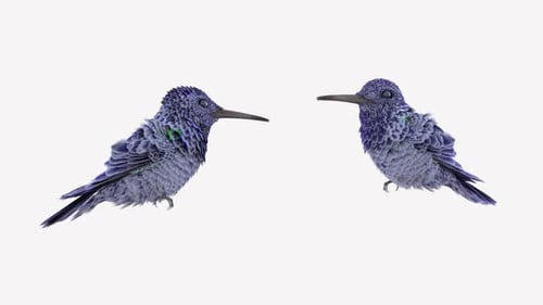Humming Bird Sit Pack
