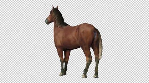 Horse Idle Back View Loop