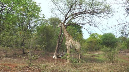 Porträt Die afrikanische Giraffe frisst grüne Blätter von Ästen. Wunderschöne exotische Fauna Afrikas.