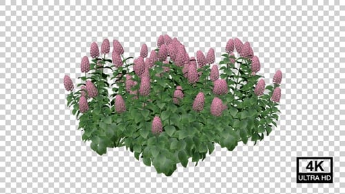 Flowering Plant Growth Cycle Animation