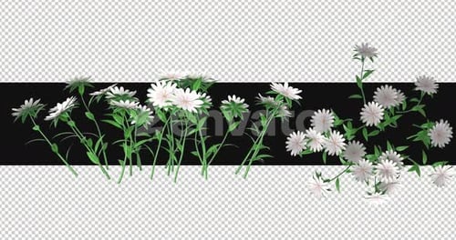 Pack Of 2 White Flowers Moving In The Wind On Alpha Loop