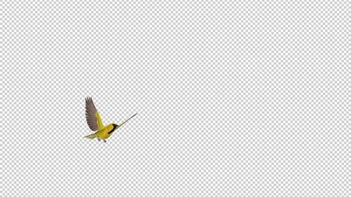 Yellow Oriole - Tropical Bird - Flying Transition - II - Apha Channel