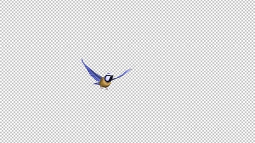 Blue Titmouse - Flying Bird - Passing Screen - I - Alpha Channel