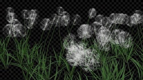 Dandelion White Flowers Field