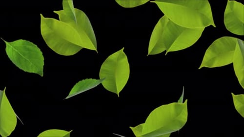 Nature Swamp Foliage Forest Tree Spring Leaf Mint Leaves Realistic 3D .