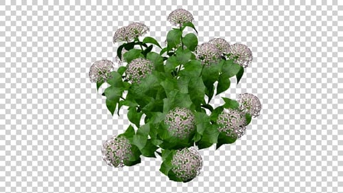 Green Flowering Plant Element with Alpha Channel