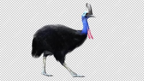 Cassowary Walk 2 Right View Loop