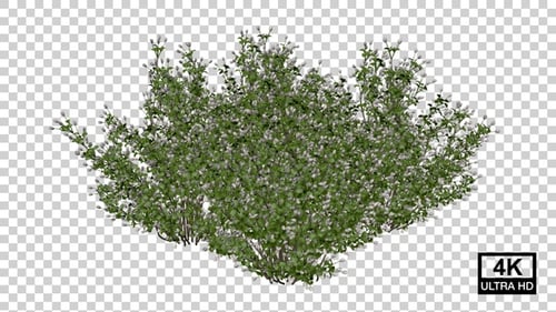Realistic Plant Growth Animation with Blossoming White Flowers