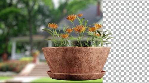 Animated Flower Pot with Orange Blooms and Alpha Channel