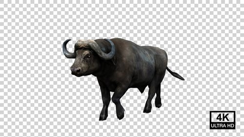 Buffalo Walking Angle View
