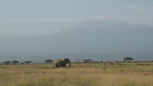 Family of Elephants on the Move. Wildlife in savanna. Big five animals. Wild african elephant.