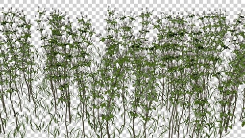 Baccharis Plants Field