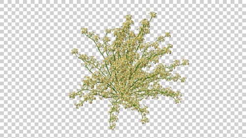 Swaying Plant With Flowers On Transparent Background