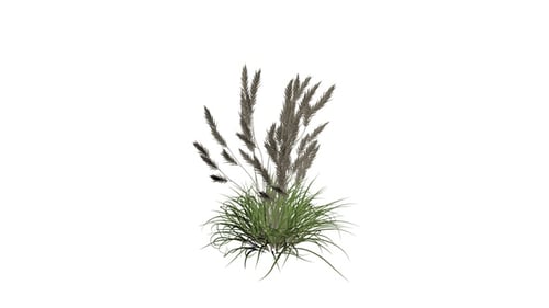 Imperata-Gras