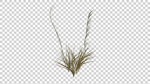 Animated Swaying Grass with Transparent Background