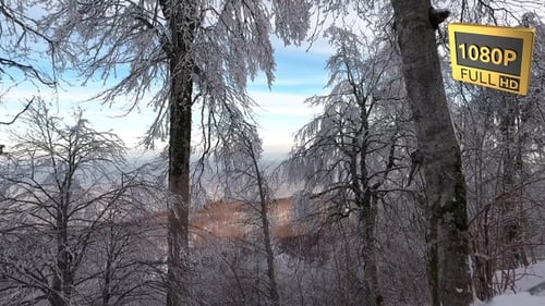Beautiful Snowy Landscape 1