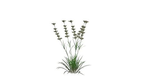 Dactylis Plant