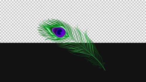 Peacock feather | Alpha Channel