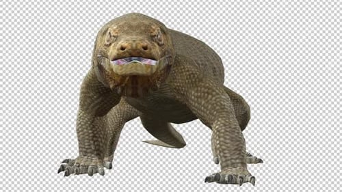 Boucle de vue avant Komodo Dragons Idle