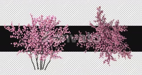 Pack Of 2 Sakura Flowers Moving In The Wind On Alpha Loop