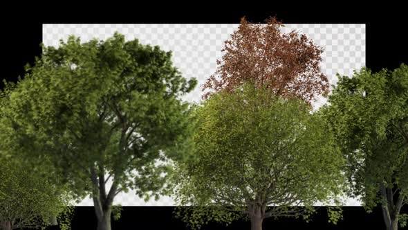 Tree Collection Track Shot Alpha, Backgrounds Motion Graphics ft ...