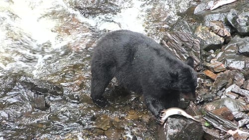 Brown bear fishing on river. Grizzly bear eating salmon fish. Katmai National Park. Wild animals.