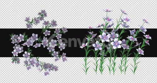 Pack Of 2 Petunia Flowers Moving In The Wind On Alpha Loop