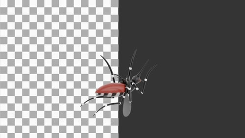 Animation 3D de Mosquit | Alpha Channel
