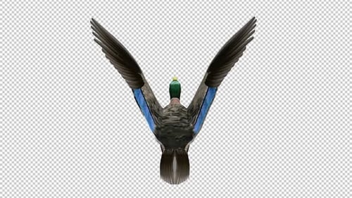 Wild Duck Waterfowl Game Bird - Mallard Male - Flying Loop - Top Aerial View CU - Alpha Channel