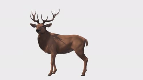 Nahtlose Loop-Animation mit Hirsch oder Reh mit Alphakanal.