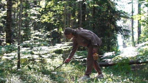 Girl picks mushrooms in a summer forest.