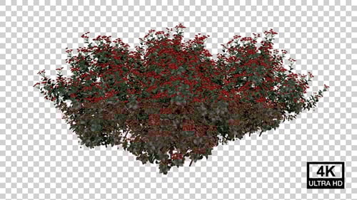 Animated Time-Lapse Berry Bush Growth